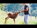 Rescued Moose Does The Most Special Thing For The Man Who Saved Her Life