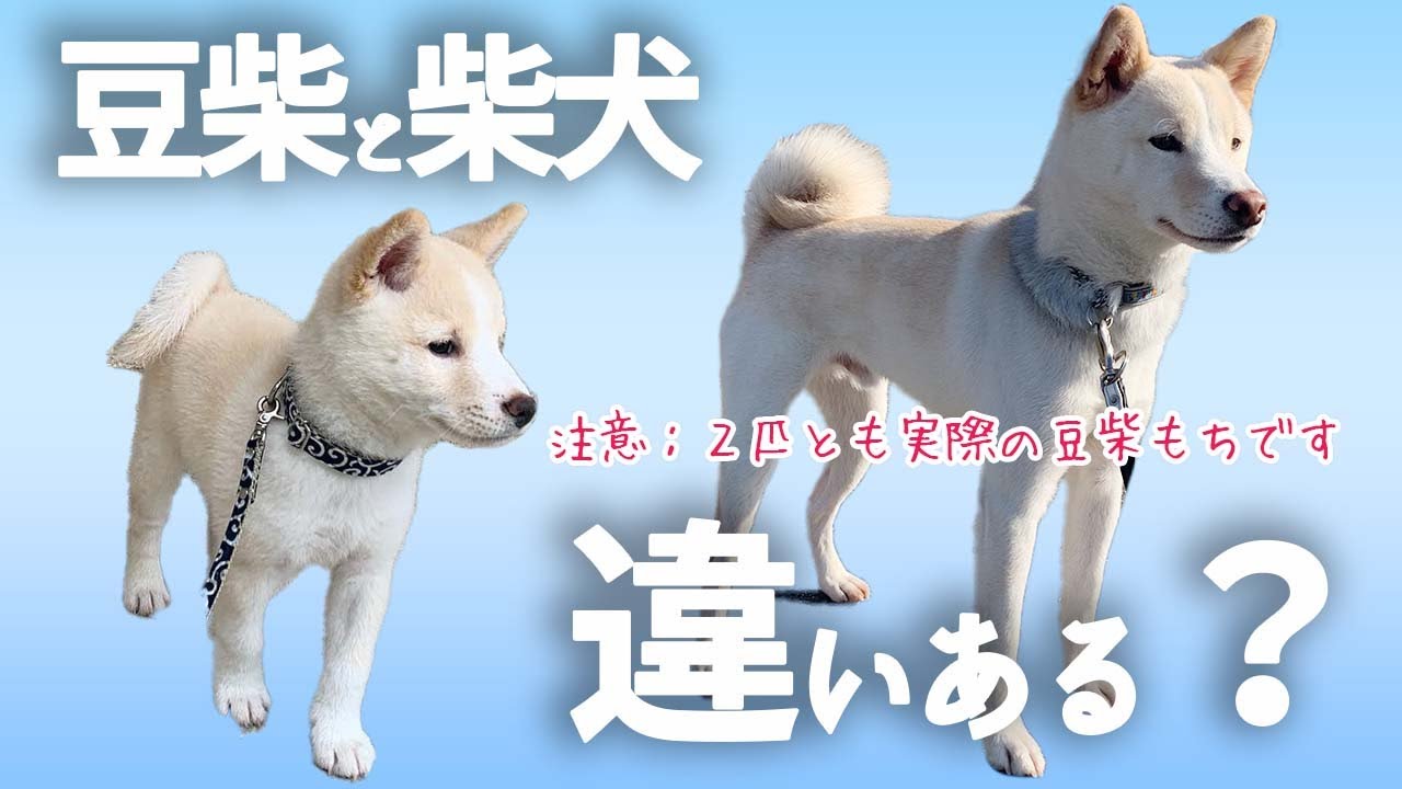 【元豆柴が解説】豆柴と柴犬の違いは？飼う前に知って欲しい！