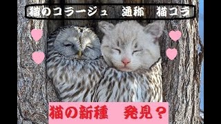 猫のかわいい？おもしろ？　コラージュ画像 　少し気味が悪いのも御愛嬌（cat collage) screenshot 1