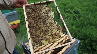 Купили пчёл в Польше, первое расширение.