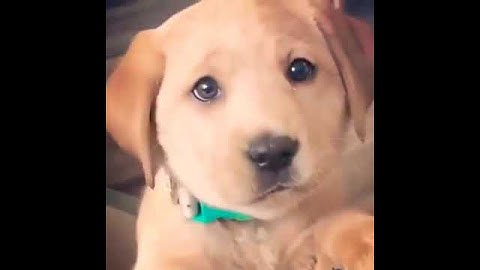 omg😳 confused puppy  🤔 so funny😃 labrador v/s mirror  #shorts  #funnypuppy #omg #mirror