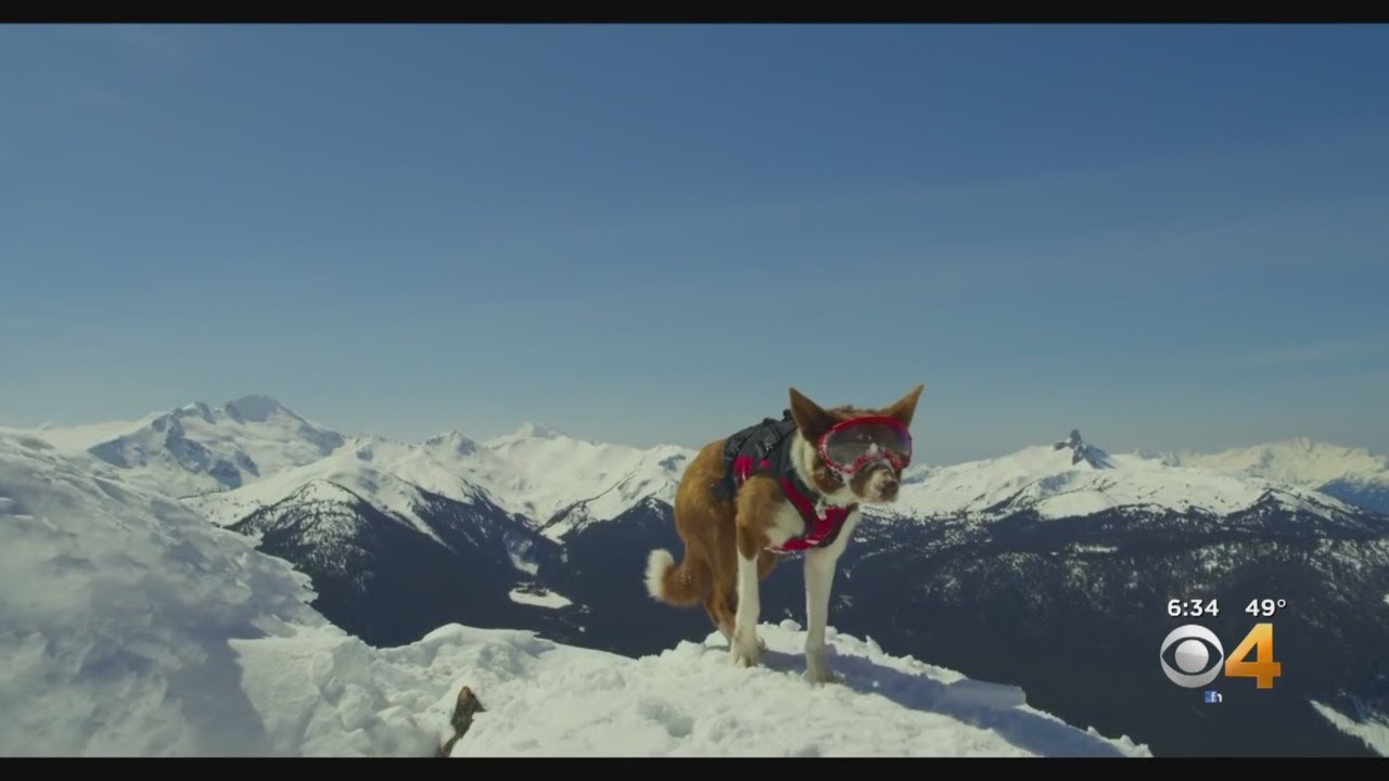 'Superpower Dogs' Movie Shows At Denver Museum Of Nature & Science