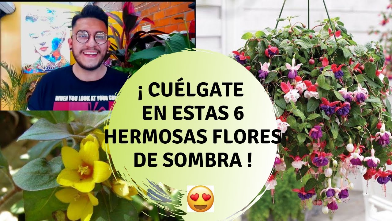 Plantas colgantes sombra con / Plantas colgantes de con flor -