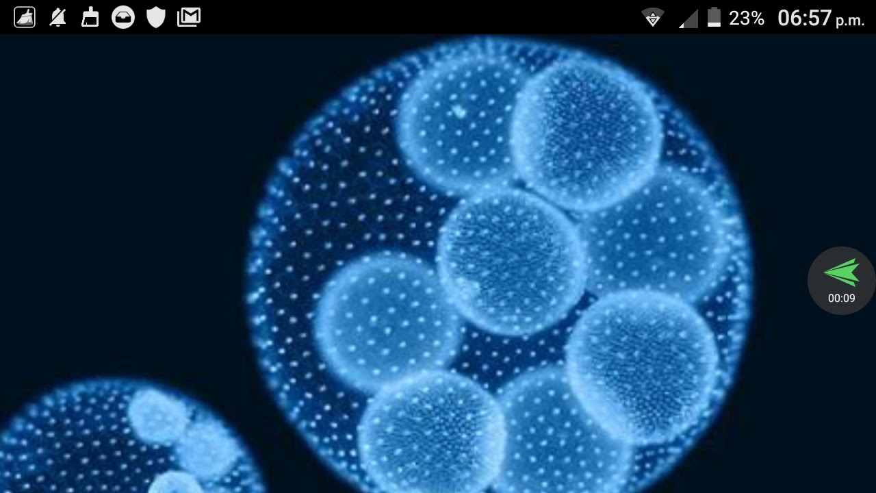 Células madre una opción de curacion practicus kabbalah