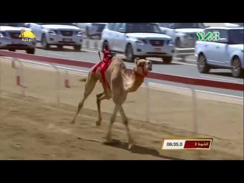 الشوط 2 الغزال ل هجن الرئاسة ختامي الوثبة 2018 الإثنين 2018 3 5 الوثبة إيذاع 6 كم