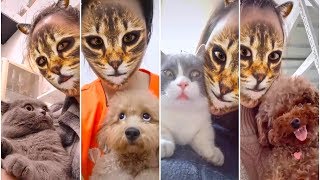 🤣Funny Dogs Cats Scared Of Cat Mask Filter - Dog Cat Reaction To Mask Filter by Crazy Cats 642 views 4 years ago 5 minutes, 6 seconds