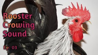 Rooster Crowing Sound -2023 .2