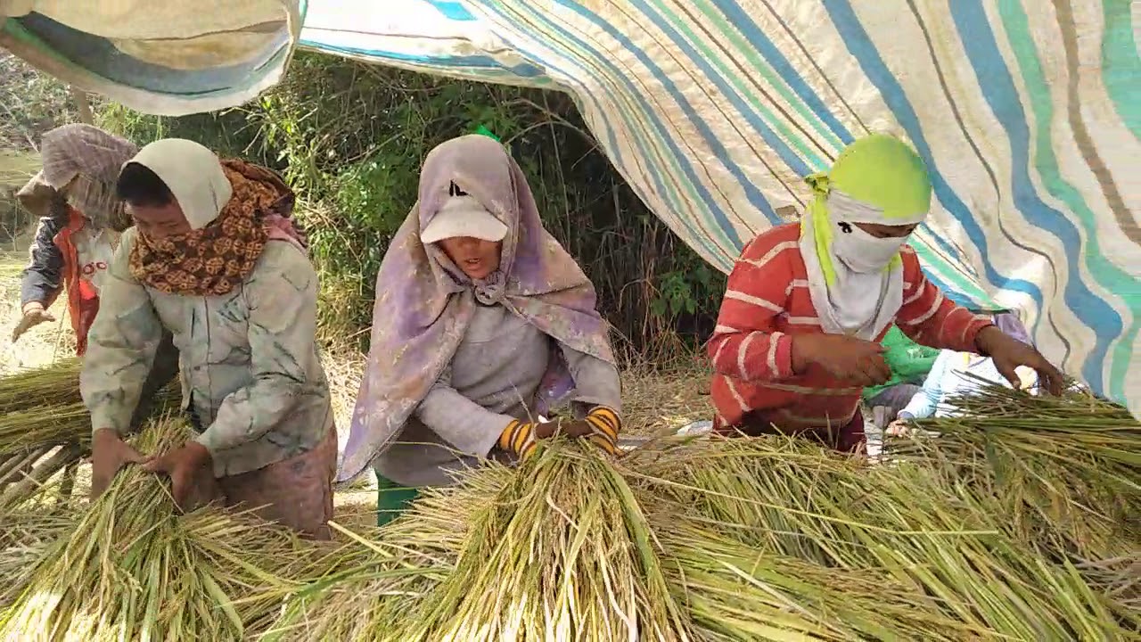 Proses panen padi di sawah,masih ala desa lebih seru dari yg modren