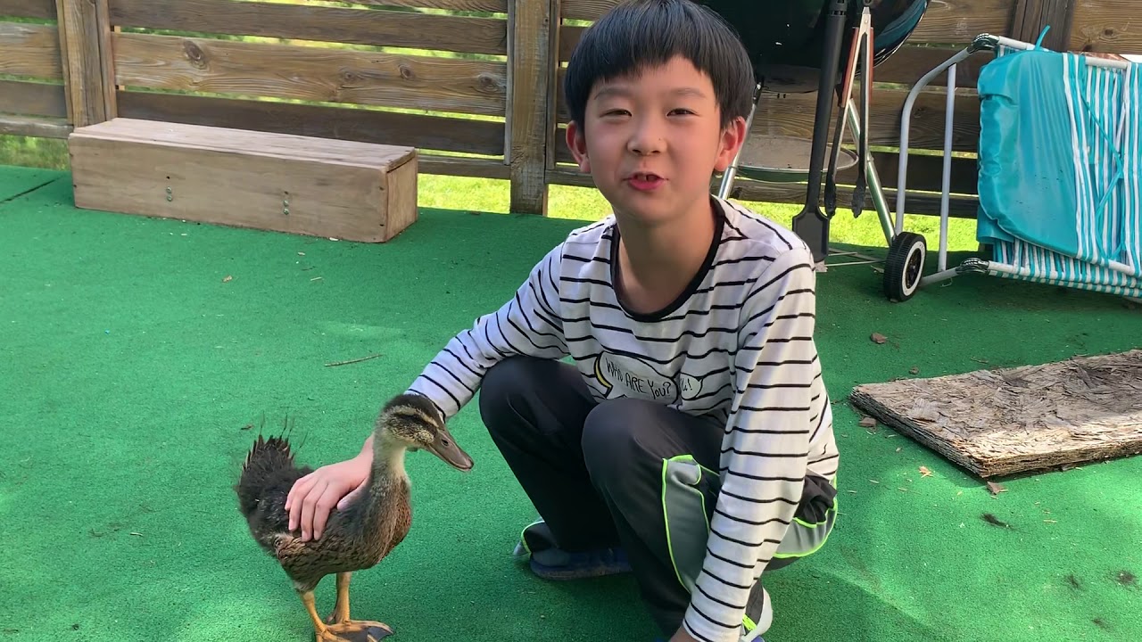 Jeremy Talking About Duckling YouTube