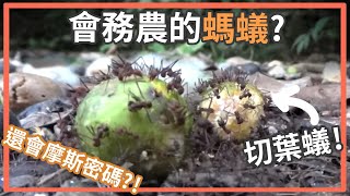 Why Do Leaf Cutter Ants Cut Leaves? by  史考特 Walking Wild 53,342 views 3 years ago 5 minutes, 41 seconds