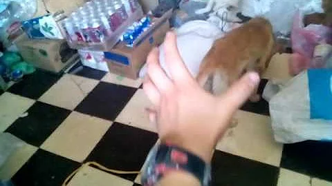 Creo que es un poco de aceite de oliva virgen extr...