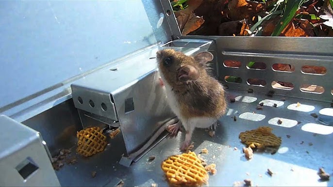 Billy-Bob™ Mouse Trap: Humane Multi-Catch Mouse Trap! - Billy Bob