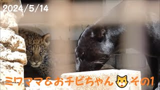 【ジャガー】ミワママ＆おチビちゃん🐱その１　2024/5/14　とべ動物園