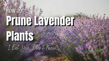 How To Prune Lavender Plants - The Walled Nursery