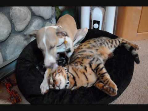 do italian greyhounds get along with cats