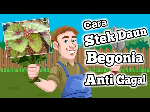 Video: Perbanyakan Begonia: Rooting Begonia Dari Stek