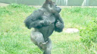Silverback enjoys playing chase with his son｜Shabani Group