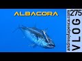 Pesca  albacora 2020