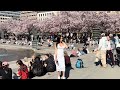 Spring in stockholmsweden 4kr famous cherry blossoms kungstrdgrden