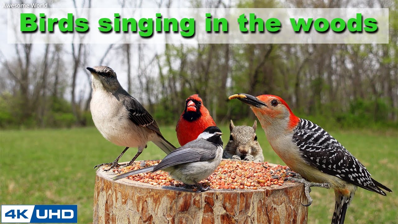 4 HOURS of Birds Singing in the Woods, 4K Cat TV, Bird Video, Relaxing ...