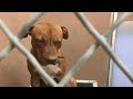 This dog was nearly euthanized twice because he's a pit bull. See his life now.