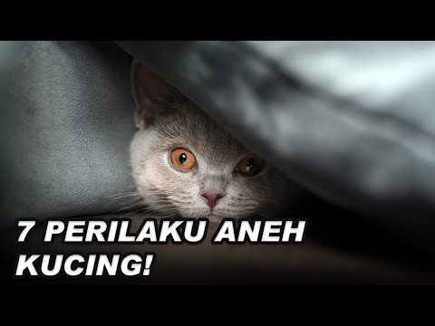 Video: Mengapa Kucing Saya Melakukan Itu: Perilaku Kucing Aneh