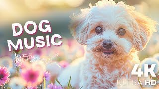 8 Hours Yuyu Pet Music  Relaxing Melodies To Keep Your Dog Asleep | Relaxing Music For Dog