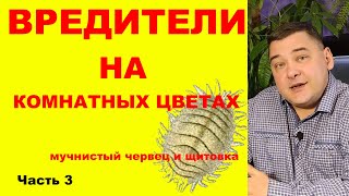 Вредители на комнатных растениях. Как избавиться на 100%. [Часть третья: мучнистый червец и щитовка]