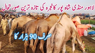 Lahore Cow Mandi Camel Market Camel update Low Rates Shahpur Kanjar