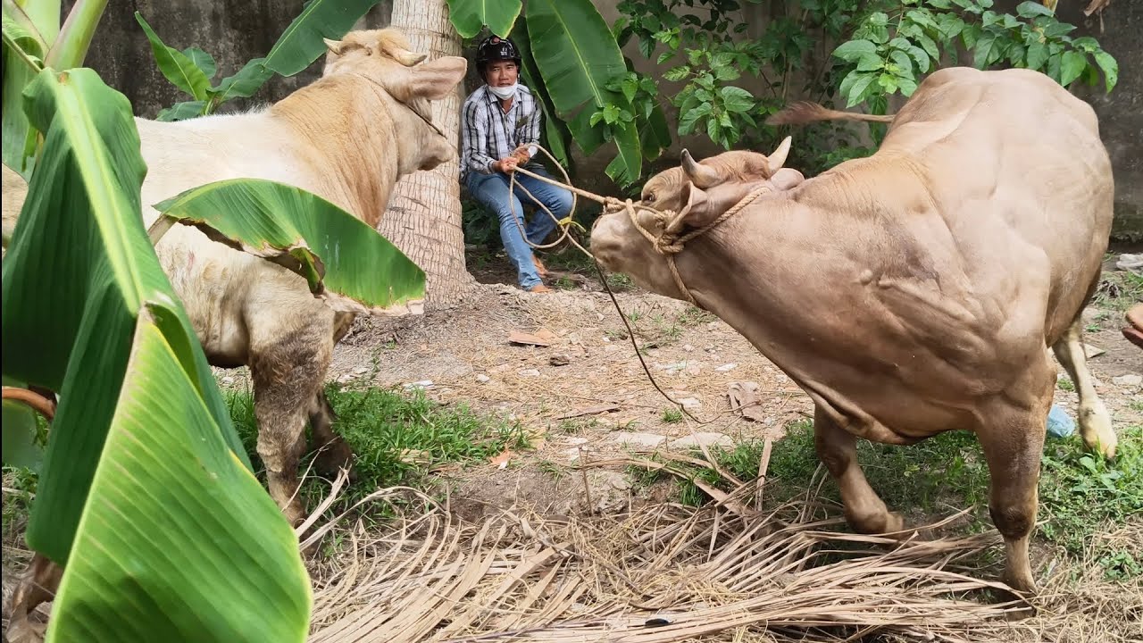 Bò 3B vừa ra chuồng nổi loạn 2a thợ giật mình ở Ngải Tứ Tr Ôn 