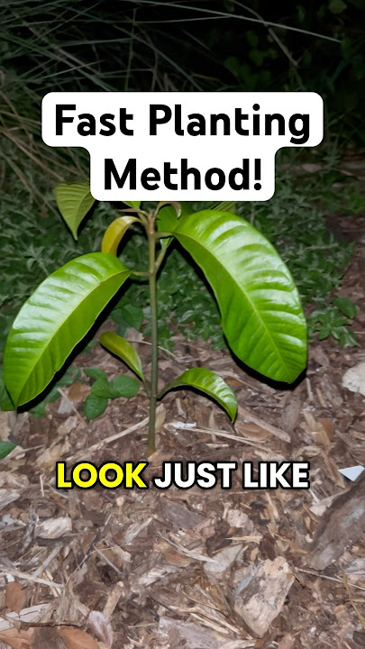 How To Plant Fast-Fruiting Mango Tree from SEED! (My Favorite Technique)