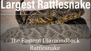 The Eastern Diamondbacked Rattlesnake