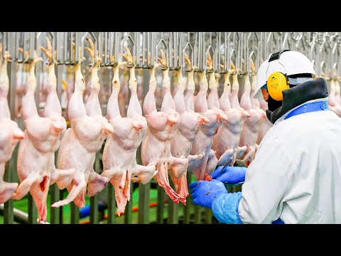 Modern Chicken Meat Processing Factory | Chicken