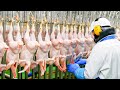 Modern chicken meat processing factory  chicken factory
