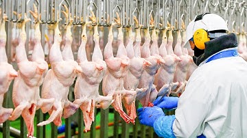 Modern Chicken Meat Processing Factory | Chicken Factory
