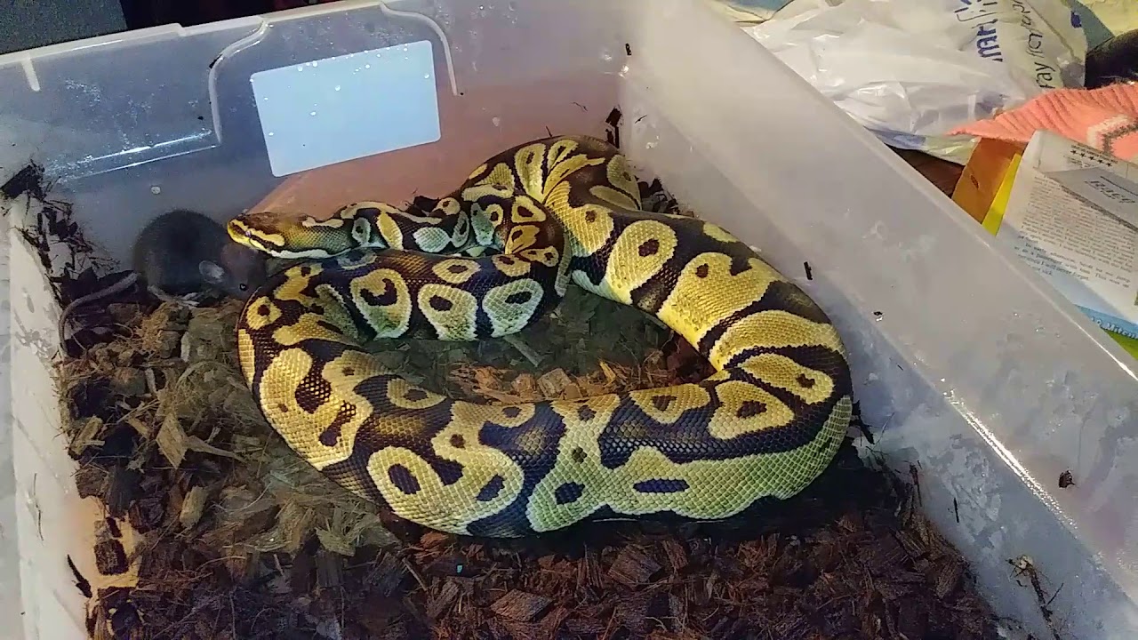 camera iphone 8 plus apk Feeding Friends Snakes 😀