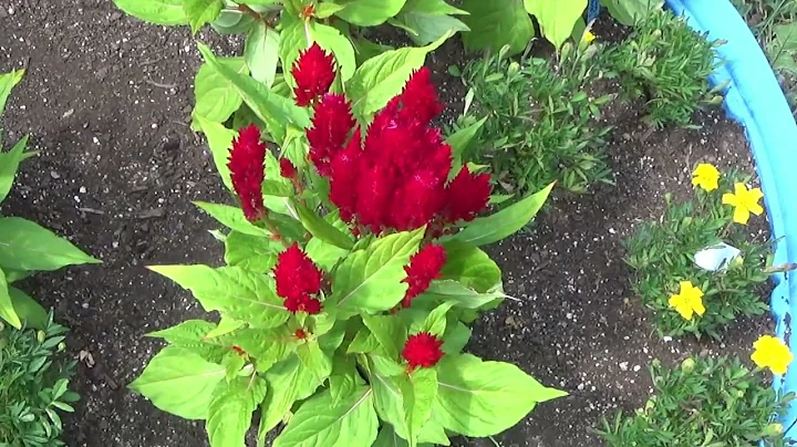 All About Celosia Growing Guide, Cockscombs, Foxtails, Plume Celosia