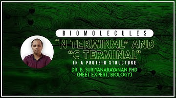 What is a N terminal and C terminal in a protein structure??