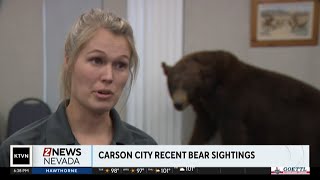 Bear sightings in Carson City on the rise