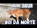 DRONE salva ANIMAL que ia MORRER wanzam fpv