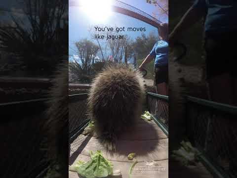 Mr. Prickles goes on a walk around the Zoo!