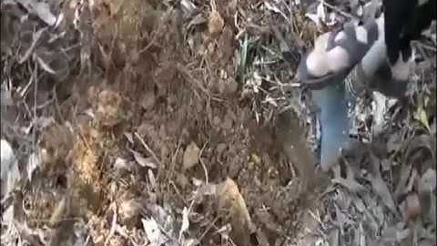 xẻng đa năng quân đôi