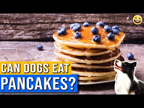 Can Dogs Eat Pancakes? | Can I Feed My Dog Pancakes? | Is Pancakes Safe For Dogs?
