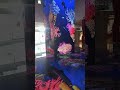 Dazzling array Of life Ocean