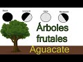 Fases de la luna en la agricultura// Frutales