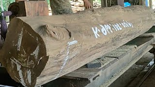 bersegel dan termahal kayu jati ratusan tahun di gergaji sawmill//pladu
