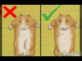 سلسلة الهامستر الحامل 1 كيف أعرف أن الهامستر حامل 