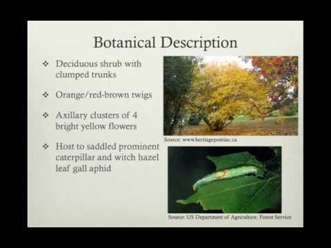 Video: Hamamelis Virginiana - Beneficial Properties And Uses Of Witch Hazel Virginiana