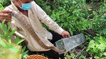 Phần 13 : Võ Minh Phụng Lọt Vào Động Rắn Khủng #VõMinhPhụng