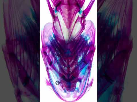 【透明標本】ヒメ